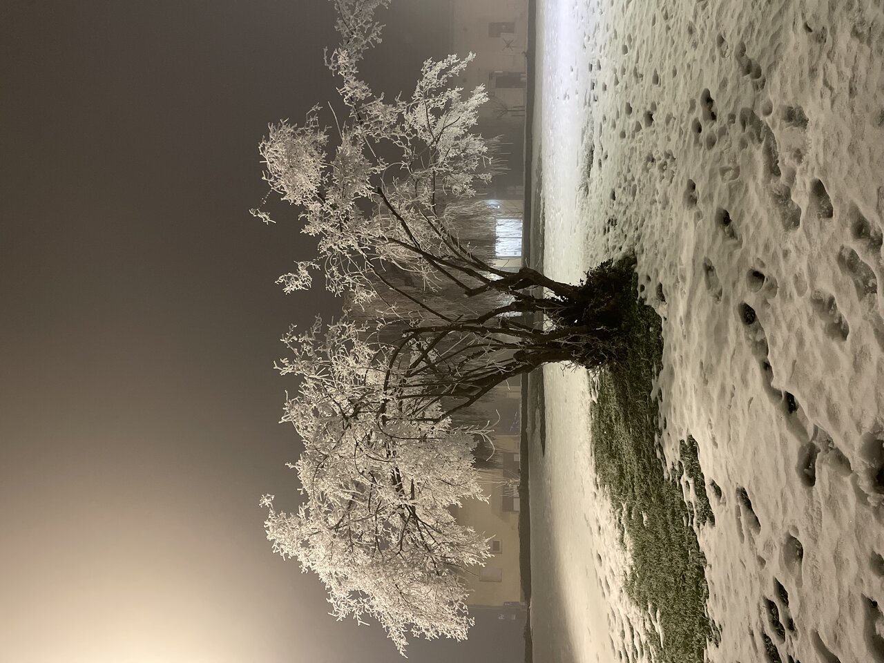 Frost-covered tree lit up at night