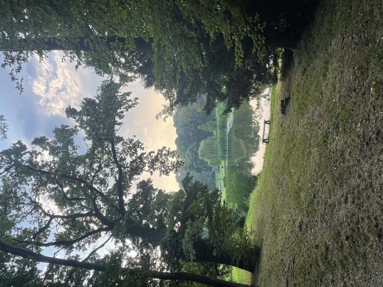 Lush summer park greenery